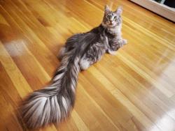 catwithbenefits:  drkshdwbnch:  viralthings: Cygnus, the world record holder for longest cat tail. really big tail  @bushytale is this our child? 