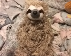 Got a birthday sloth from daddy  His name is Leif 🍃 (✿´