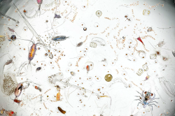 geneticist:  A splash of sea water magnified 25 times, photographed