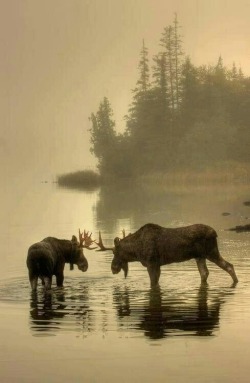 greentreecoffeeandtea:  We love the majestic #moose