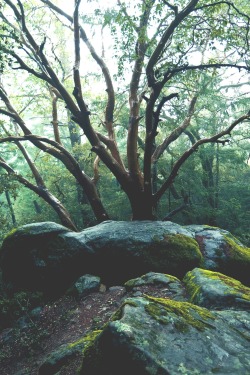 decepticun:   Castle Rock State Park | by ani lynn | Website