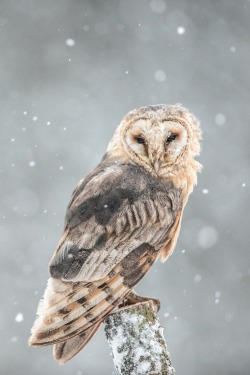 0ce4n-g0d: Barn Owl by Susanna Chan 