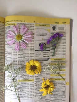 sunflowerbud:pressing flowers pt. 1
