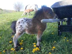 animal-factbook:  Miniature horse ponies often get very excited