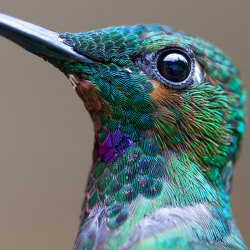 catiebriehart:  ourwayswillchange:  20 Vivid Hummingbird Close-ups