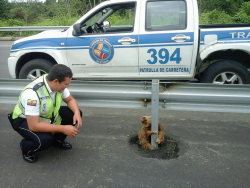 conflictingheart:  Sloth Stuck on a Busy HighwayA transit police