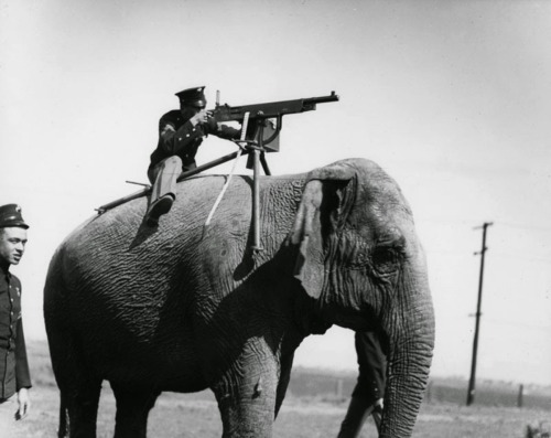 misterlemonzafterlife:  through-a-historic-lens:Elephant mounted