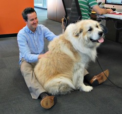 carry-on-my-wayward-butt:  thecutestofthecute:  Big dogs who