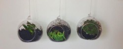 leazd:  These are little succulents in glass balls that my sisters