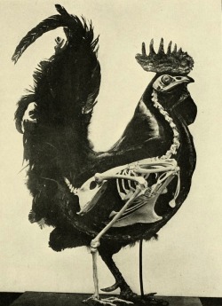 magictransistor:  William Beebe, Skeleton of the Chicken (Gallus