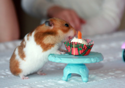 cuteness-daily:  So I decided to look up “happy birthday hamsters”