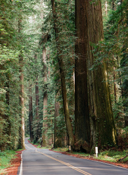 travelingcolors:  Avenue of the Giants, Redcrest | California