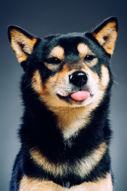 handsomedogs:    akiko / / Milan Ilic    