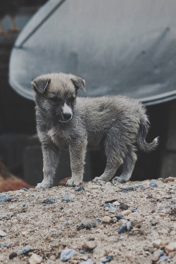 captvinvanity:    Puppy Gaze   | Photographer | CV