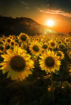 ponderation:Girasoli al tramonto by Nico54 