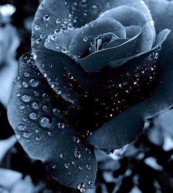 flowersgardenlove:  Midnight Blue Rose Beautiful 