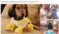 La crueldad y el egoísmo de tratar a tu mascota como a un humano