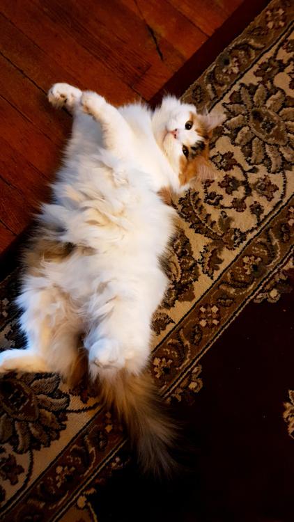 cutecatpics:  She is just an adorable floof loaf. Source: Awkward_Extrovert_89