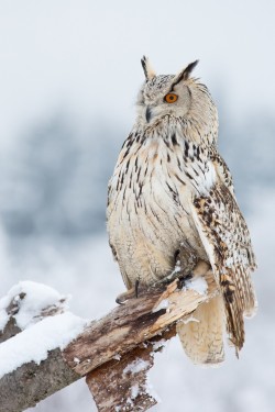 fairy-wren:  (via Siberian Eagle Owl by Milan Zygmunt / 500px)