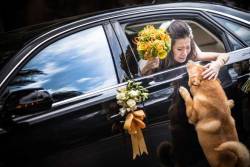 a melhor foto do ano, a noiva se despedindo do seu estimado amigo…