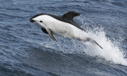 deepblueseawhales:  Leucistic Hourglass Dolphin (by Med Gull)