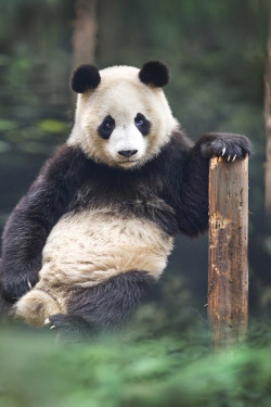 journeyearth:  Portrait of a panda by David Hobcote  that is