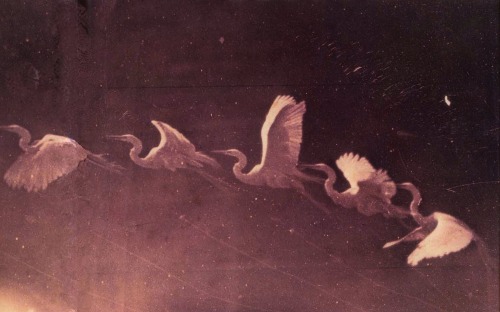 magictransistor:  Ã‰tienne-Jules Marey. Flight of the Heron.1883. 