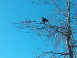 Here’s a picture of a bald eagle we saw at the exit of
