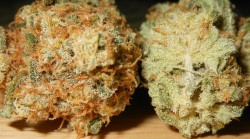 darthweeder420:  Pineapple Express