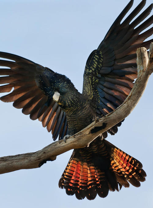 deermary:  Red tailed black cockatoo females (Calyptorhynchus banksii) of Austrailia 