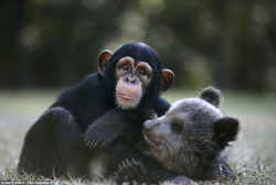 magicalnaturetour:  “Friendship bear and chimpanzee ~ Unexpected