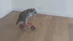 blazepress:  A raccoon riding a tiny bike. 