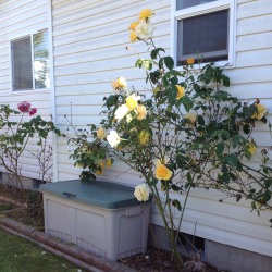kahlo-kid:  earl–gay:  I have pretty yellow flowers in my backyard