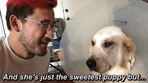 dogiplier:  Chica   ThoughtsSee more C T here!