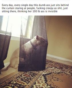 funnyanimalsblog:  Meanwhile… behind the curtains