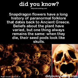 did-you-kno:  Snapdragon flowers have a long history of paranormal