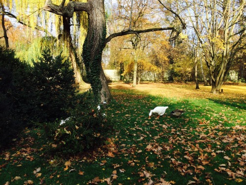 from a few weeks ago, visiting Germany Nov 2015. all the fall beauty ðŸ‚ðŸ