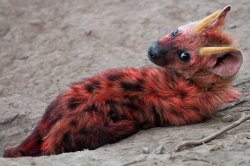 rotleech: deadmutt:  666trap:   look at this hyena cub covered