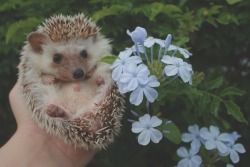 seri0uslybecca:  hedgehogs and flowers 