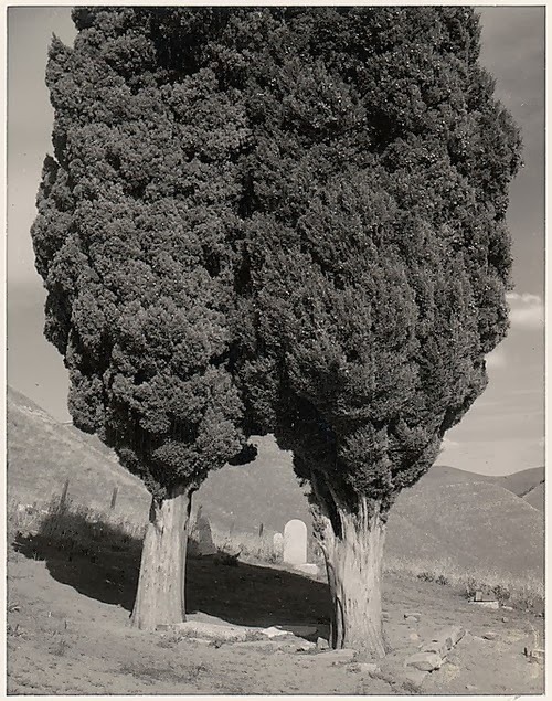 blondebrainpower:  Ansel Adams, Poplars, California, 1960“I