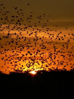 artncity:  Sunset at Etosha Nat beautiful places for travel