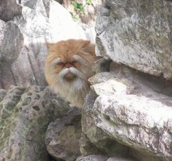 verycooltrash: wise man of the mountain