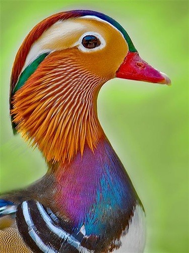 Rainbow plumage (Mandarin Duck drake)