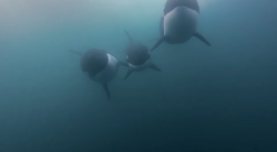 manicpixiedreampunx:  thelovelyseas:  “There’s one orca