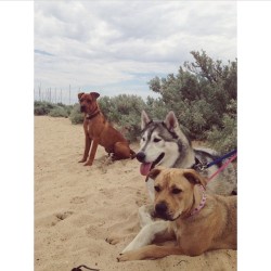 Today we went to the dog beach! @samanthacoyles @skops13 @amelia9876