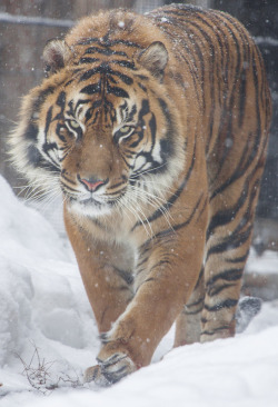 vurtual:  Amur Tiger (by Holly Fretwell)