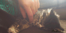 kittymania4u:  Follow Us For More Awesome KITTY MANIA