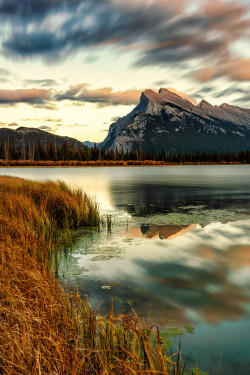 3leapfrogs:  ponderation:  Golden Grass by sherwincalaluan 
