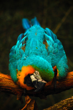 earthandanimals:  Blue & Gold Macaw *This is my own photography*