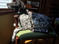 handsomedogs:  Juliette, German Short-haired Pointer